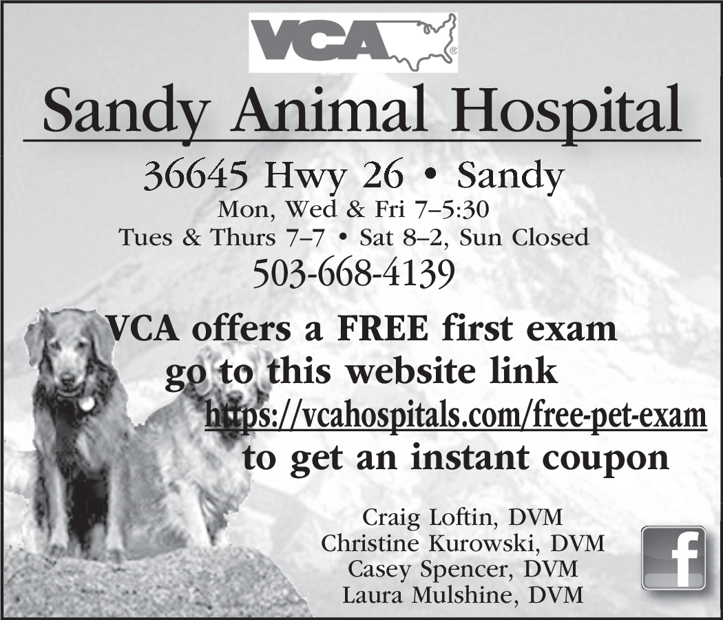 vca sandy animal hospital