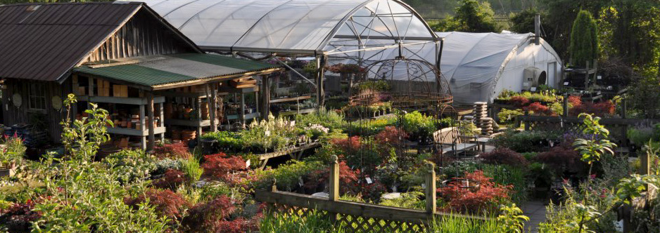 Chattooga Gardens Fine Plants Cashiers Nc