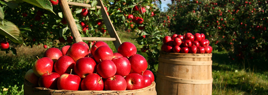 Farm Ranch Ellijay Georgia Red Apple Barn